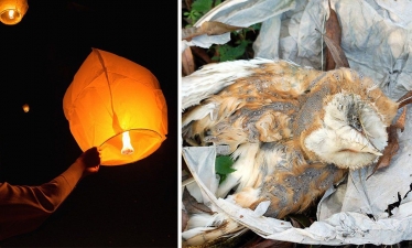Conservatives helped protect animals and people from sky lanterns danger